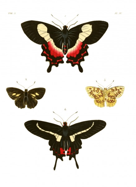Illustrations of Exotic Entomology III 09