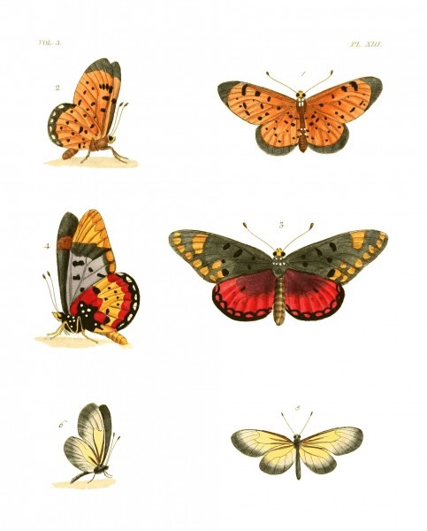 Illustrations of Exotic Entomology III 13