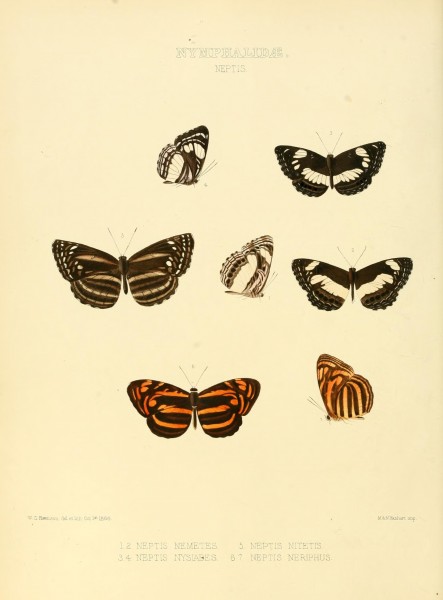 Illustrations of new species of exotic butterflies (10559284645)