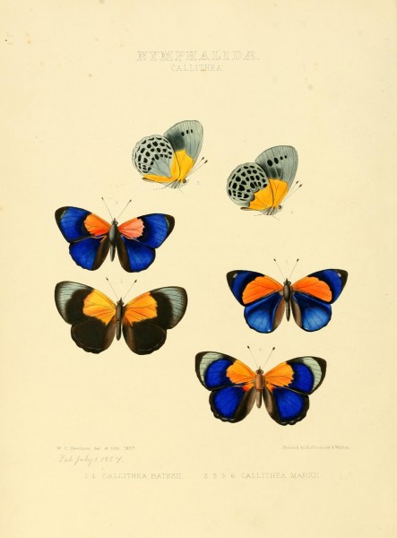 Illustrations of new species of exotic butterflies (10559290656)