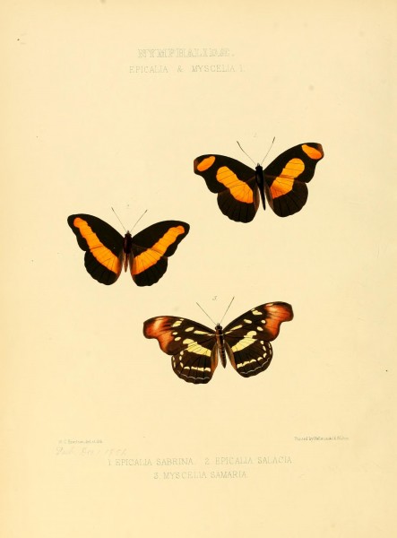 Illustrations of new species of exotic butterflies (10559297066)