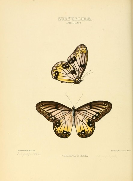 Illustrations of new species of exotic butterflies (10559334816)