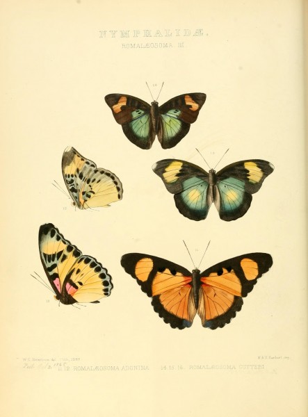 Illustrations of new species of exotic butterflies (10559344776)