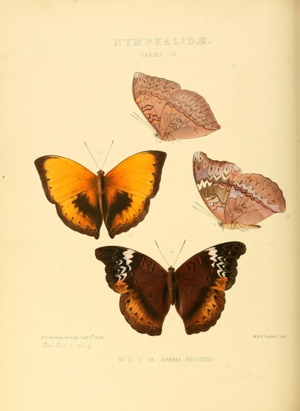 Illustrations of new species of exotic butterflies (10559370865)