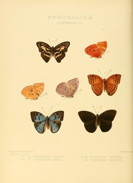 Illustrations of new species of exotic butterflies (10559371646)