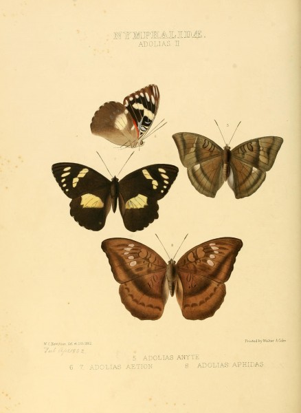 Illustrations of new species of exotic butterflies (10559383065)