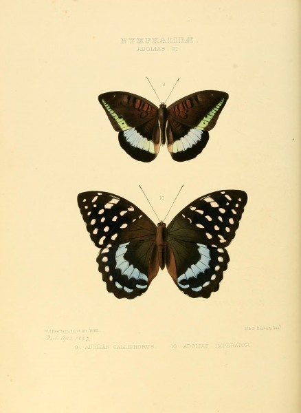 Illustrations of new species of exotic butterflies (10559385715)