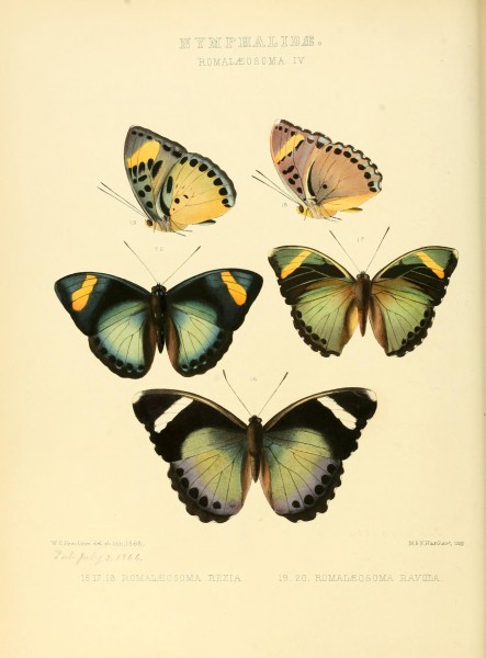Illustrations of new species of exotic butterflies (10559386604)