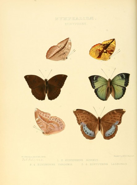 Illustrations of new species of exotic butterflies (10559390214)