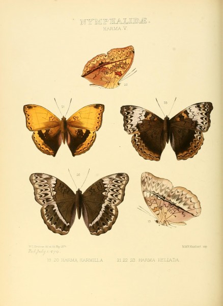 Illustrations of new species of exotic butterflies (10559395776)