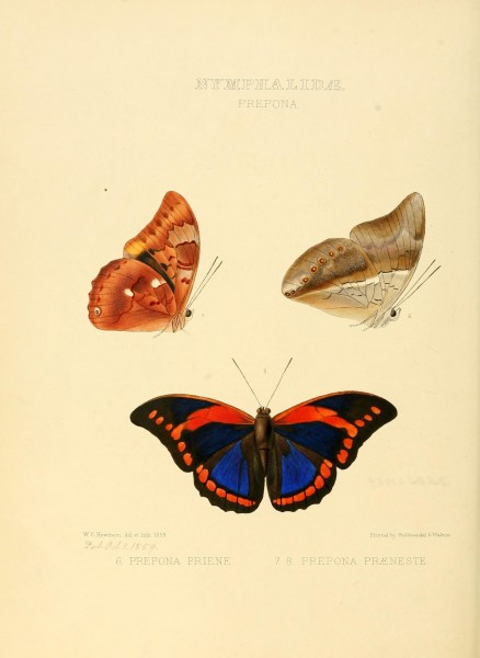 Illustrations of new species of exotic butterflies (10559400825)