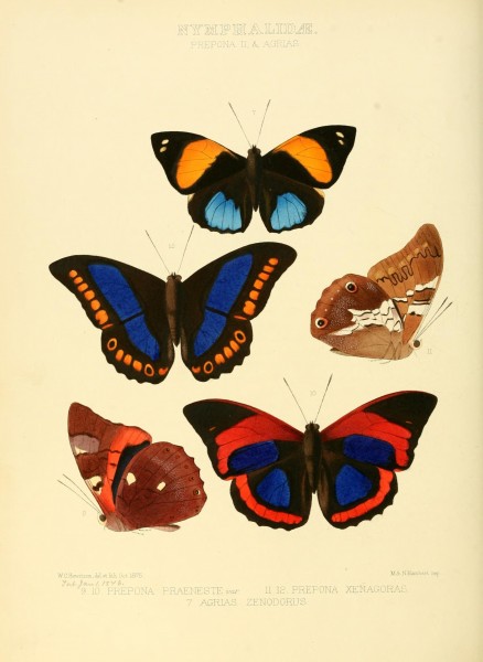 Illustrations of new species of exotic butterflies (10559403285)