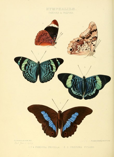Illustrations of new species of exotic butterflies (10559406735)