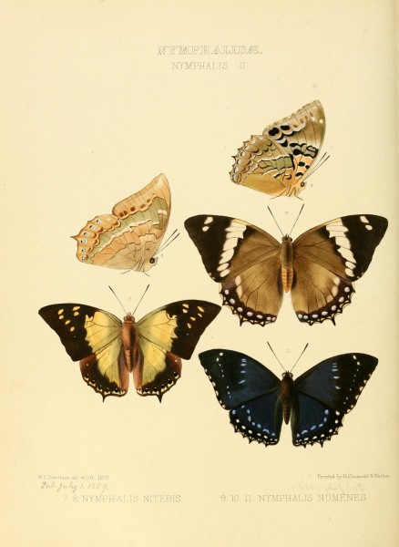 Illustrations of new species of exotic butterflies (10559415895)