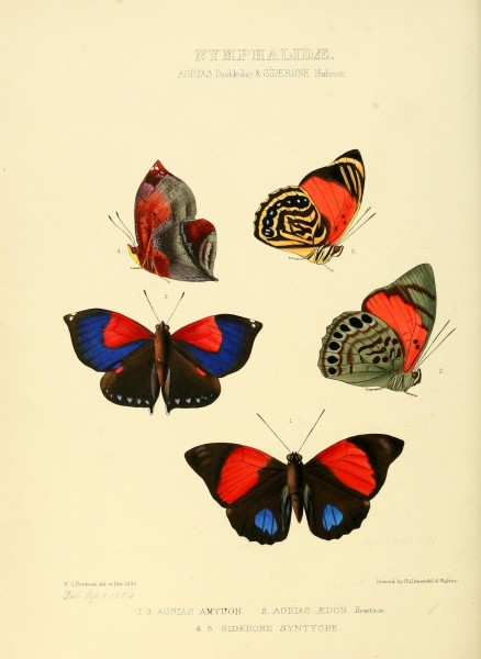 Illustrations of new species of exotic butterflies (10559419236)