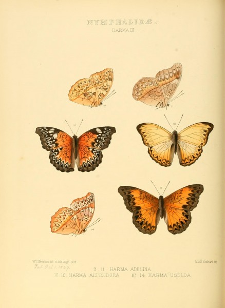 Illustrations of new species of exotic butterflies (10559428004)