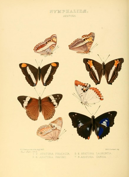 Illustrations of new species of exotic butterflies (10559431346)