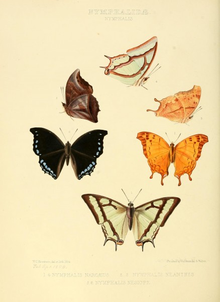 Illustrations of new species of exotic butterflies (10559434286)