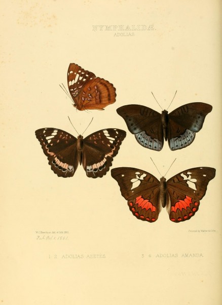 Illustrations of new species of exotic butterflies (10559439934)