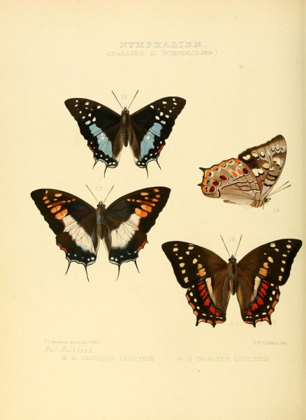 Illustrations of new species of exotic butterflies (10559440236)