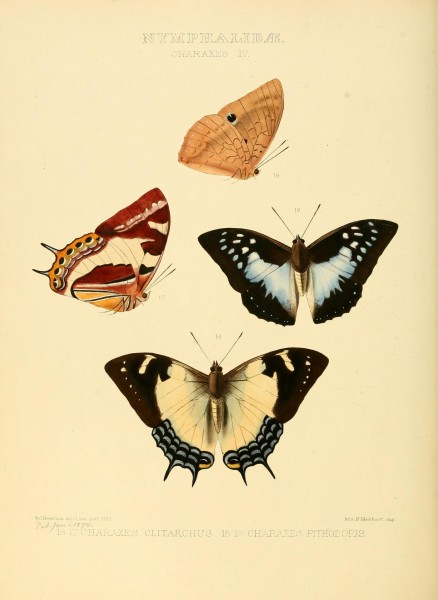 Illustrations of new species of exotic butterflies (10559481654)