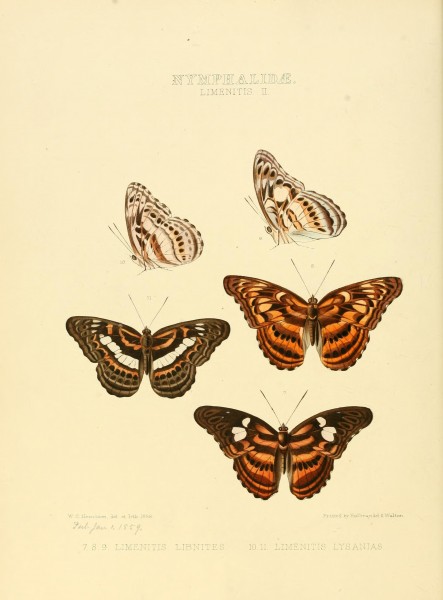 Illustrations of new species of exotic butterflies (10559551973)