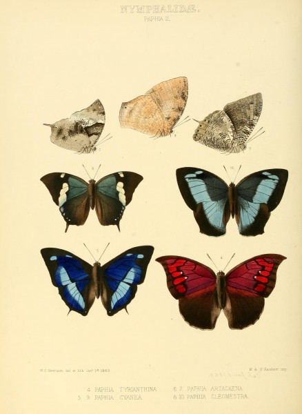 Illustrations of new species of exotic butterflies (10559686333)