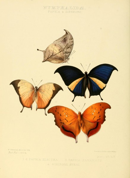 Illustrations of new species of exotic butterflies (10559690293)
