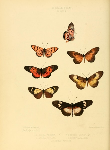 Illustrations of new species of exotic butterflies (Acraeidae- Acraea Pl I) (7636752520)