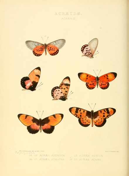 Illustrations of new species of exotic butterflies (Acraeidae- Acraea Pl III) (7636754476)