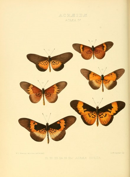 Illustrations of new species of exotic butterflies (Acraeidae- Acraea Pl IV) (7636755372)