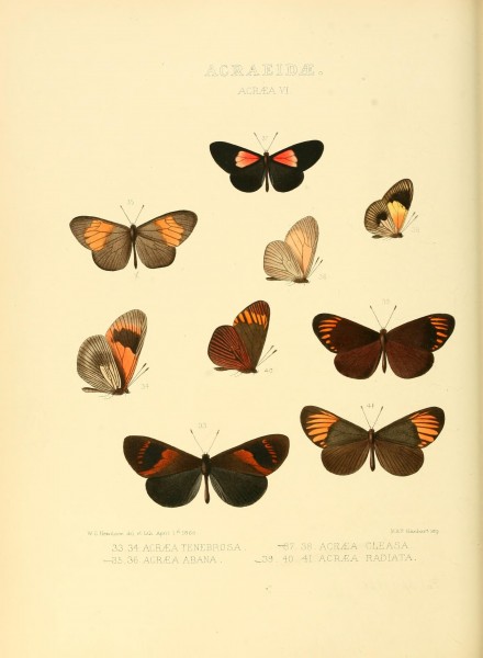 Illustrations of new species of exotic butterflies (Acraeidae- Acraea Pl VI) (7636757188)