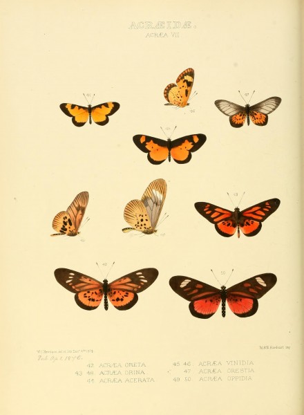 Illustrations of new species of exotic butterflies (Acraeidae- Acraea Pl VII) (7636758078)