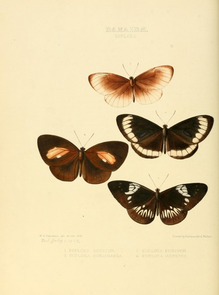 Illustrations of new species of exotic butterflies (Danaidae- Euploea I) BHL12839940