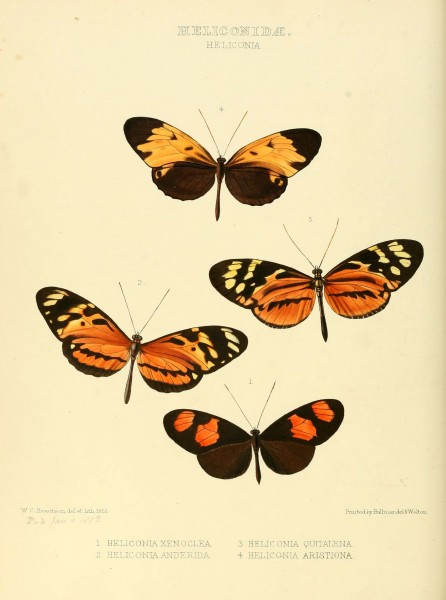 Illustrations of new species of exotic butterflies (Heliconidae- Helicon I) (6005597529)