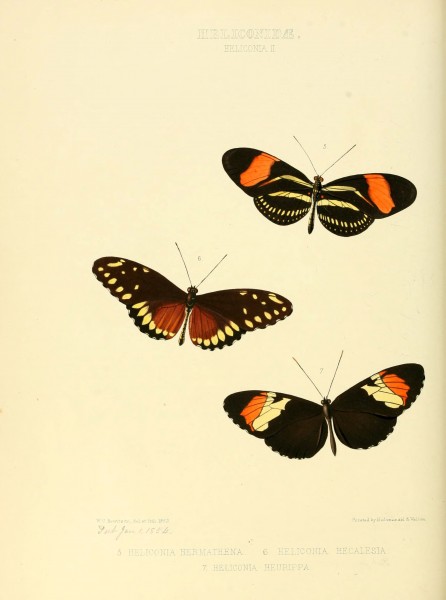 Illustrations of new species of exotic butterflies (Heliconidae- Helicon II) (6005597743)