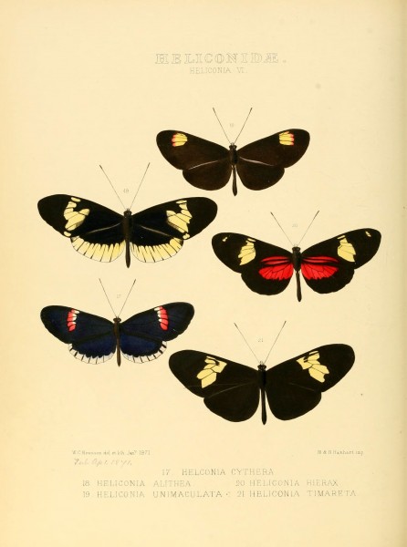 Illustrations of new species of exotic butterflies (Heliconidae- Helicon VI) (6005598861)
