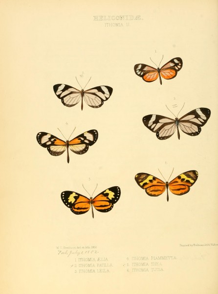Illustrations of new species of exotic butterflies (Heliconidae- Ithomia II) BHL12840000