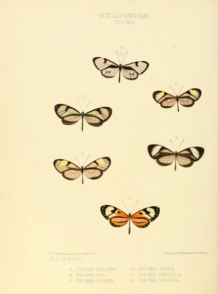 Illustrations of new species of exotic butterflies (Heliconidae- Ithomia III) BHL12840004