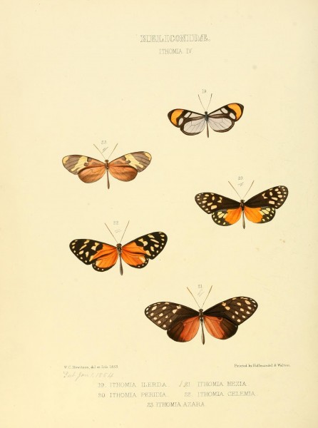 Illustrations of new species of exotic butterflies (Heliconidae- Ithomia IV) BHL12840008