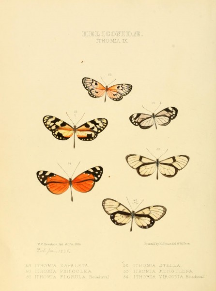 Illustrations of new species of exotic butterflies (Heliconidae- Ithomia IX) BHL12840028
