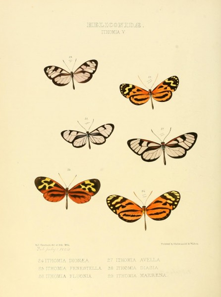 Illustrations of new species of exotic butterflies (Heliconidae- Ithomia V) BHL12840012