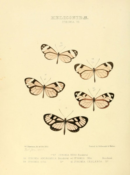 Illustrations of new species of exotic butterflies (Heliconidae- Ithomia VII) (6005602665)