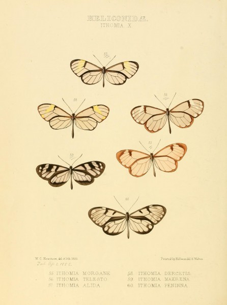 Illustrations of new species of exotic butterflies (Heliconidae- Ithomia X) BHL12840032