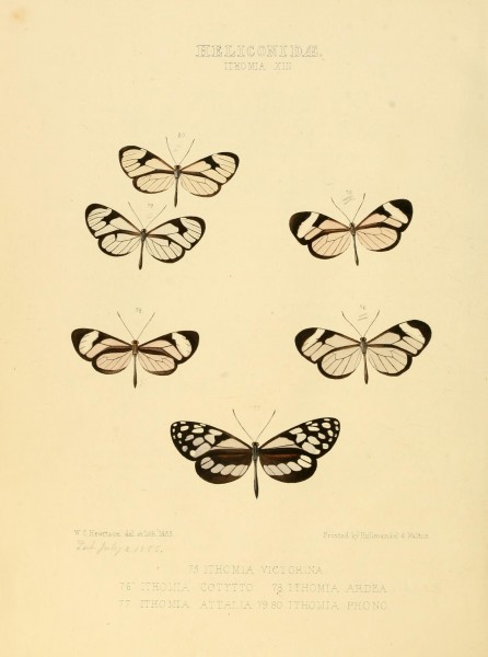 Illustrations of new species of exotic butterflies (Heliconidae- Ithomia XIII) BHL12840044