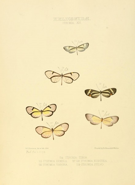 Illustrations of new species of exotic butterflies (Heliconidae- Ithomia XIX) (7636737066)