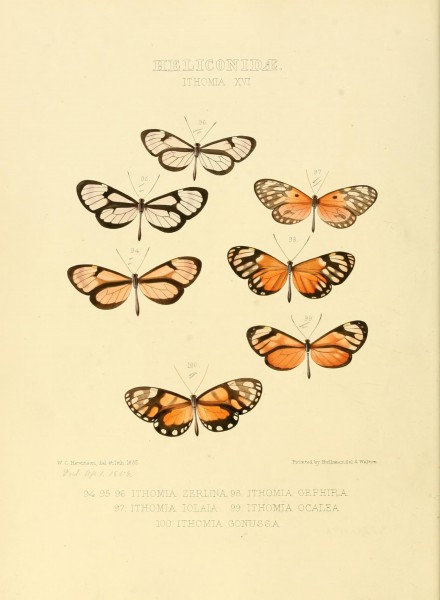 Illustrations of new species of exotic butterflies (Heliconidae- Ithomia XVI) (7636734610)