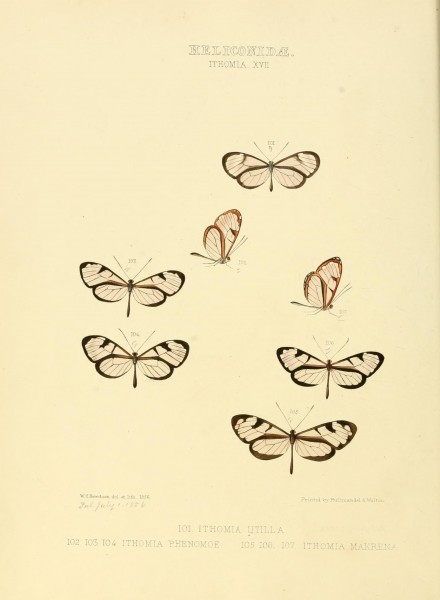 Illustrations of new species of exotic butterflies (Heliconidae- Ithomia XVII) (7636735424)