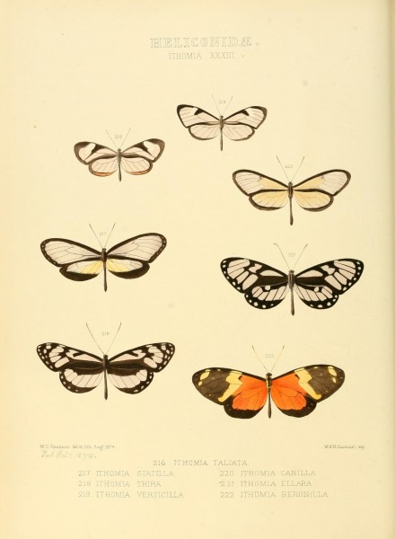 Illustrations of new species of exotic butterflies (Heliconidae- Ithomia XXXIII) (7636749928)