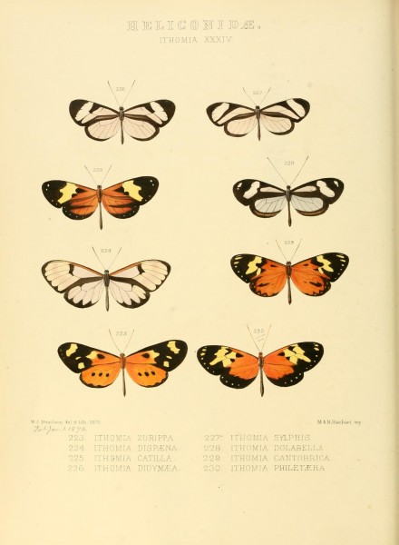 Illustrations of new species of exotic butterflies (Heliconidae- Ithomia XXXIV) (7636750806)